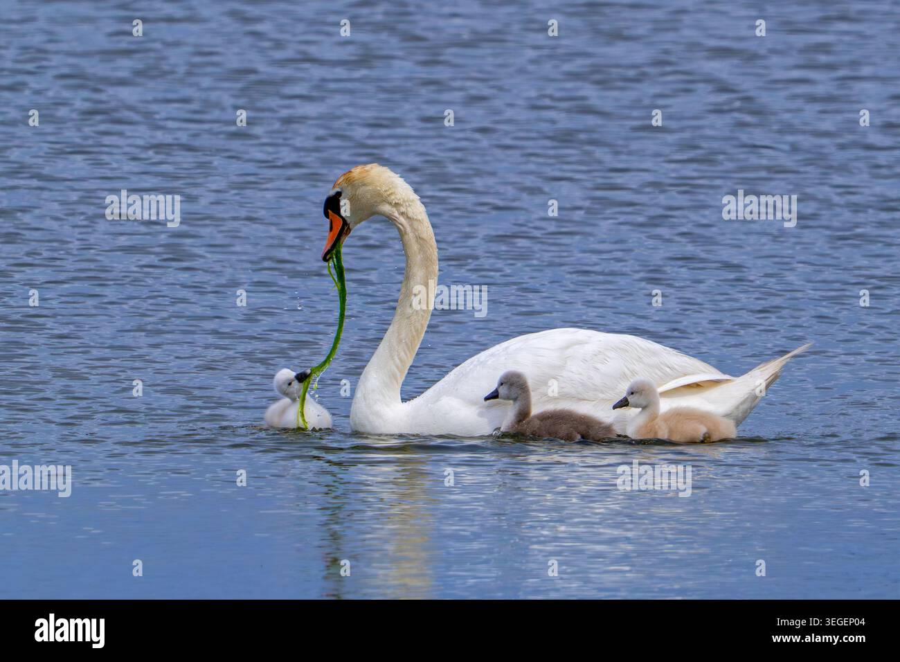Cigno muta (Cygnus olor) femmina adulta che dà da mangiare alla vegetazione acquatica tre cignette nel lago in primavera Foto Stock