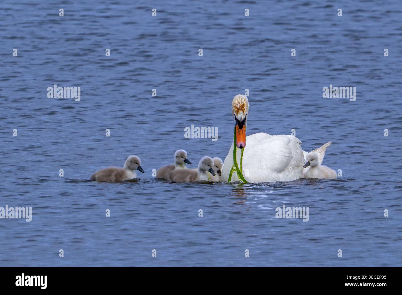 Cigno muta (Cygnus olor) femmina adulta che alimenta la vegetazione acquatica a cinque cignette nel lago in primavera Foto Stock