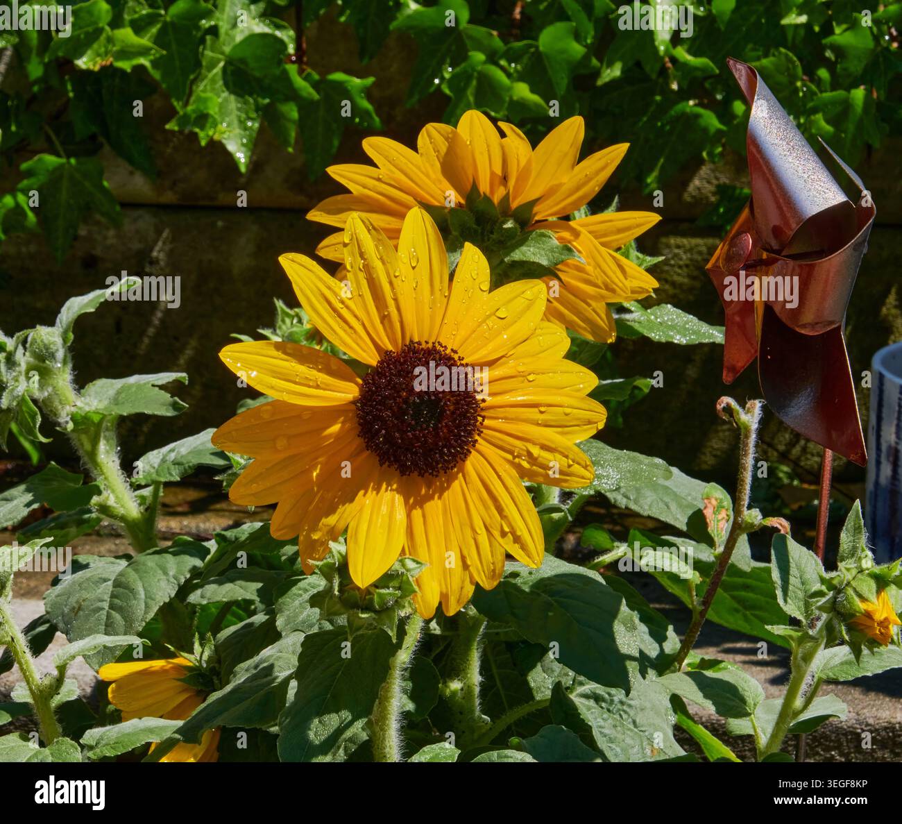 Un primo piano di un girasole giallo brillante. Foto Stock