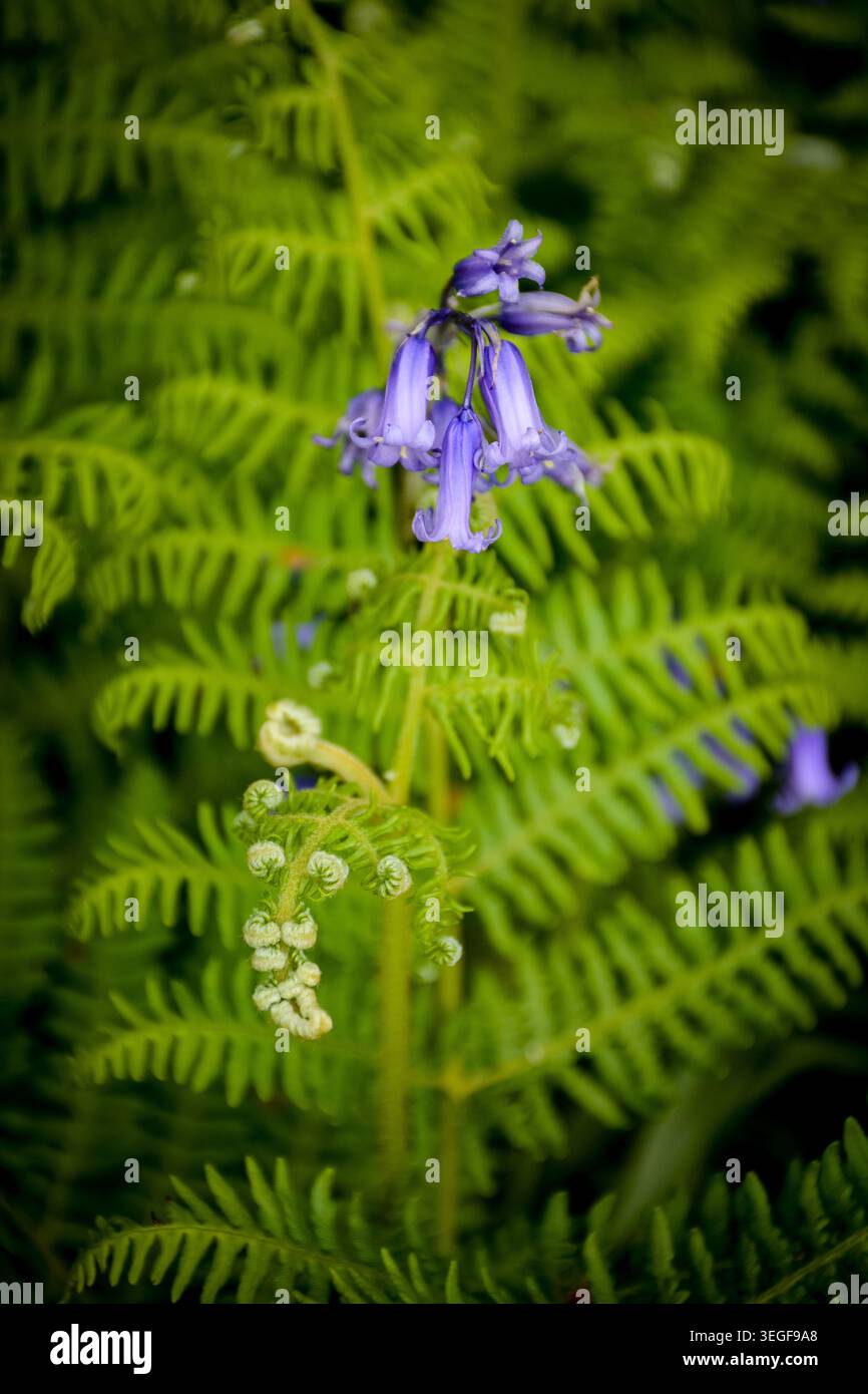 Primo piano di fiori selvatici di campanello tra le fronde di felce verdi fresche nel bosco primaverile, che mostrano colori vivaci e flora forestale naturale Foto Stock