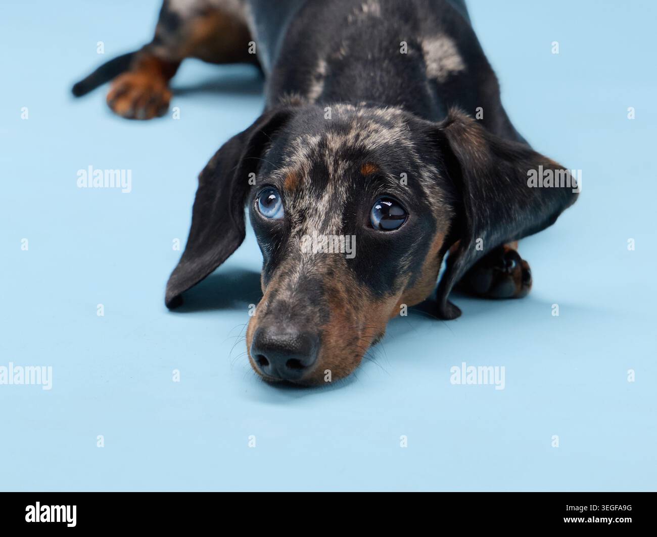 Una dachshund si estende su un pavimento blu, appoggiando il mento verso il basso. Le sue lunghe orecchie incorniciano il viso mentre guarda con calma davanti a te. Foto Stock