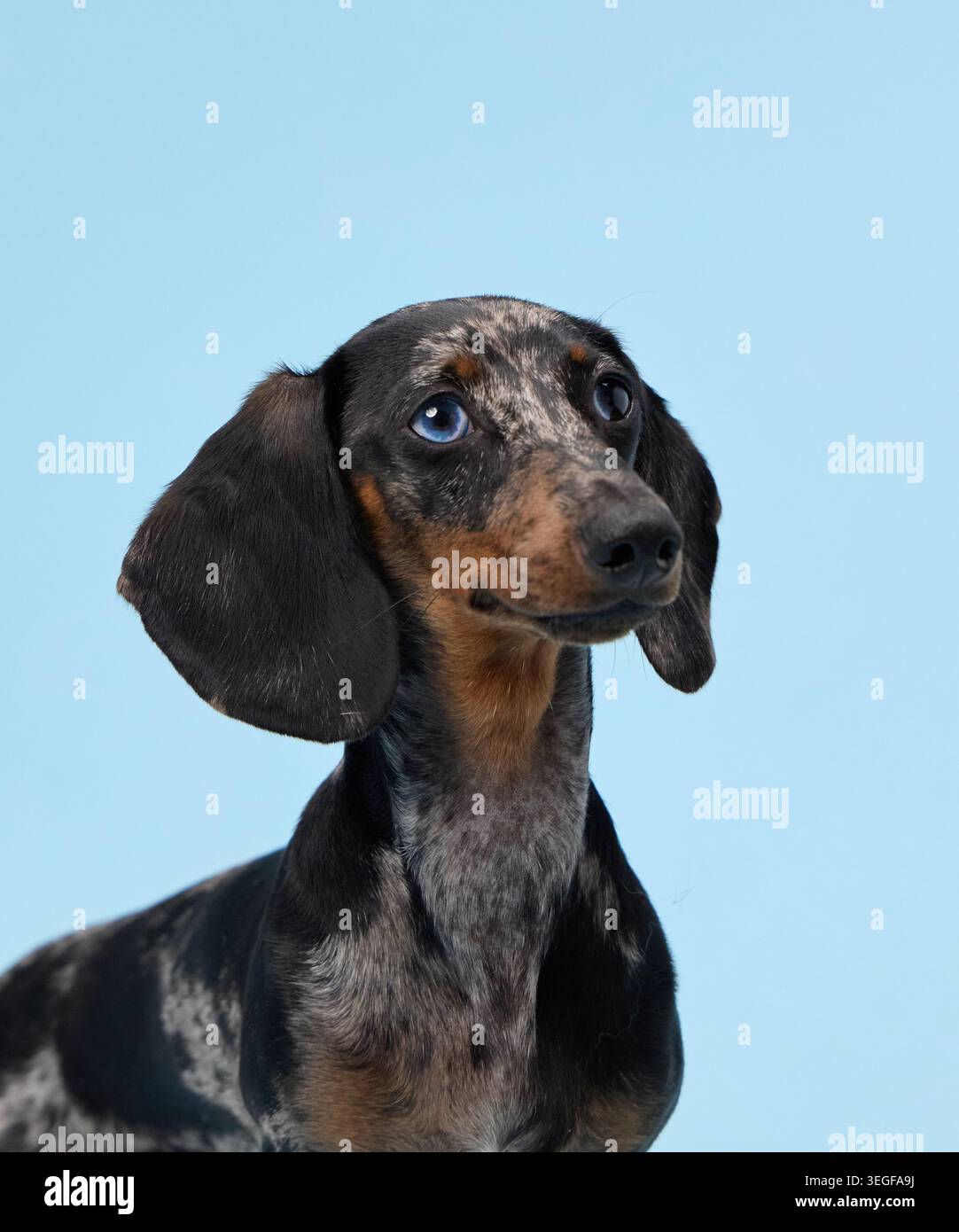 Un dachshund ti guarda con un aspetto curioso e amichevole. La testa si inclina leggermente e il corpo viene ruotato verso sinistra. Foto Stock