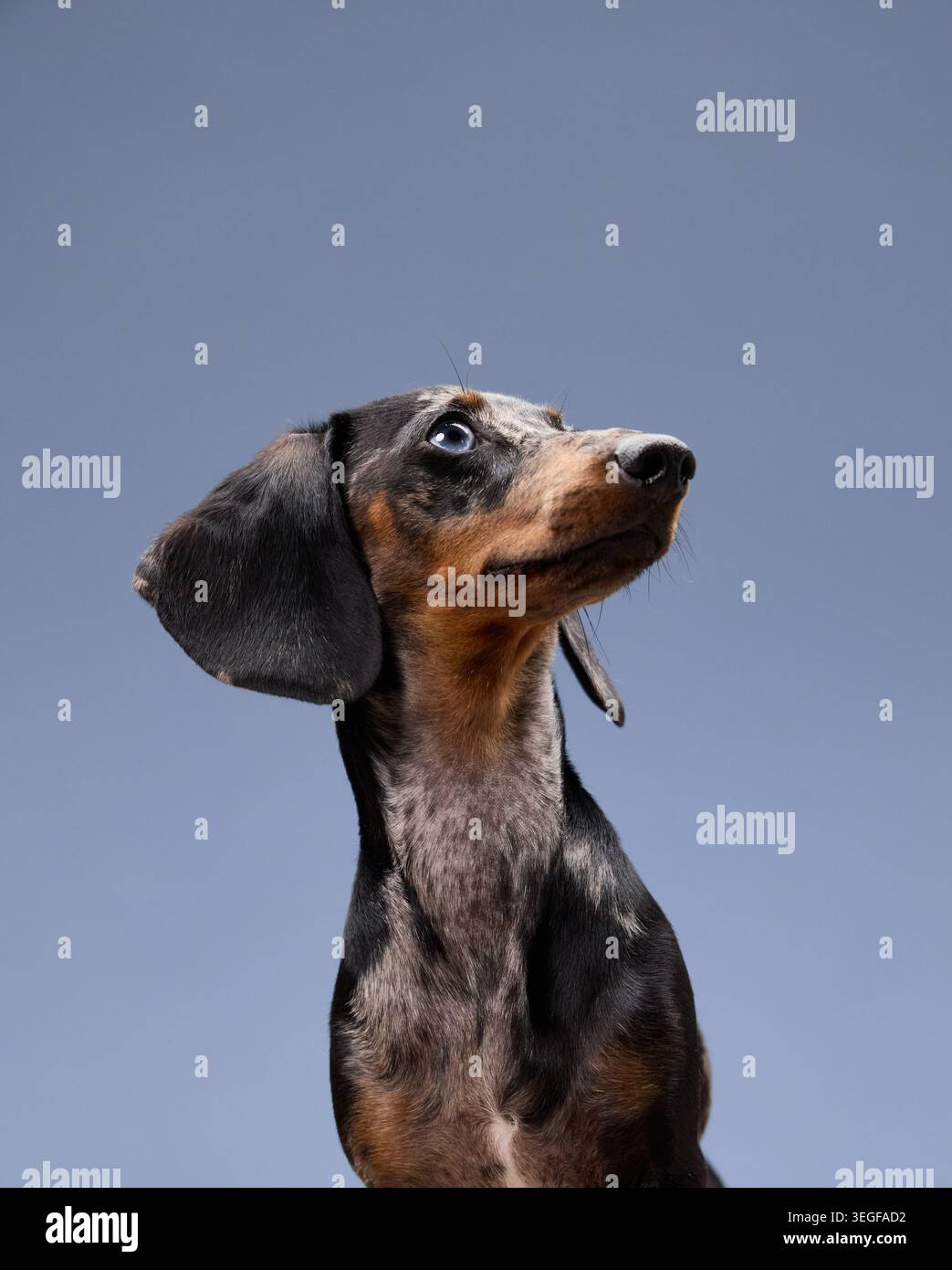 Un dachshund guarda verso l'alto con le orecchie sollevate e gli occhi concentrati. Il tono neutro e la posa centrata richiamano l'attenzione sulla forma della testa. Foto Stock
