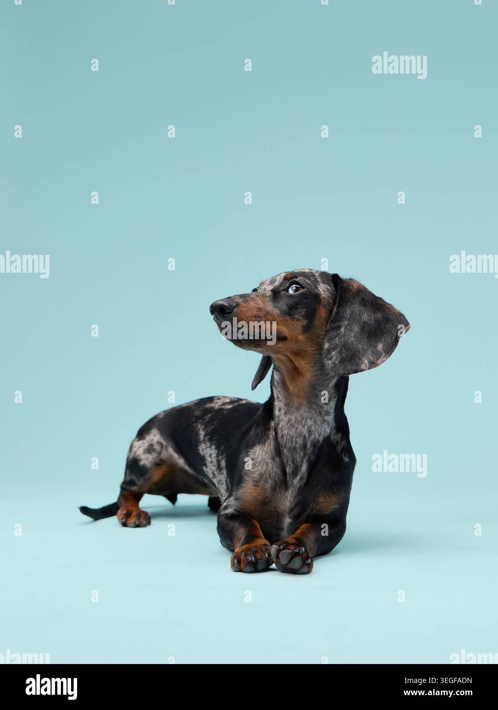 Un dachshund si siede e guarda in alto con entrambe le orecchie sollevate. La parete blu dietro aggiunge contrasto al cappotto più scuro del cane. Foto Stock