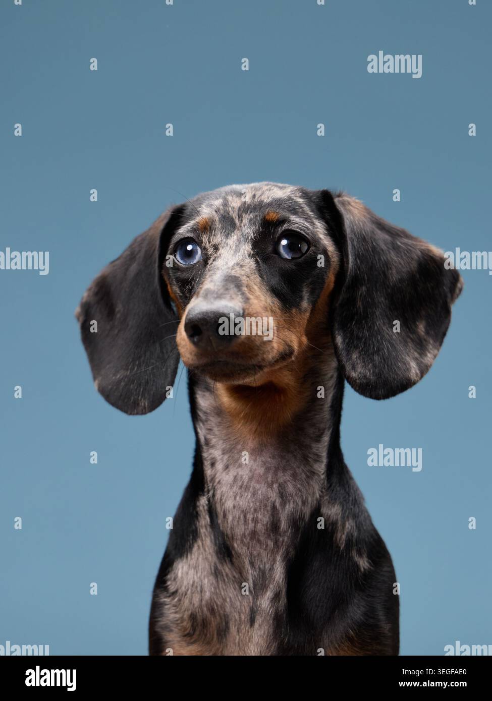 Un ritratto ad angolo laterale mostra un dachshund con un aspetto delicato e attento. Lo sfondo blu contrasta con le orecchie scure e il petto. Foto Stock
