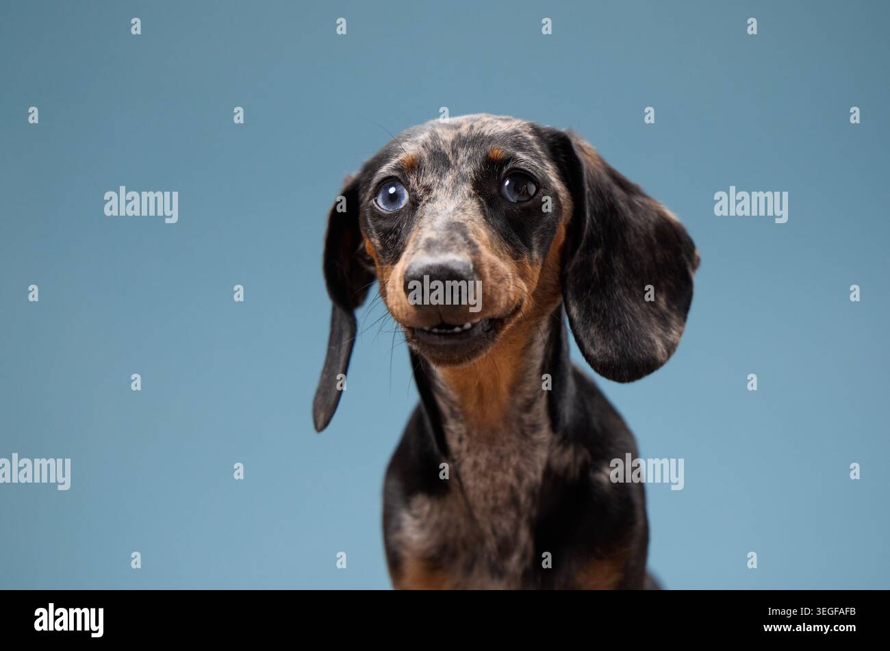 Un dachshund mostra un'espressione neutra e orecchie floppy. La sua posa simmetrica è centrata su uno sfondo blu morbido. Foto Stock