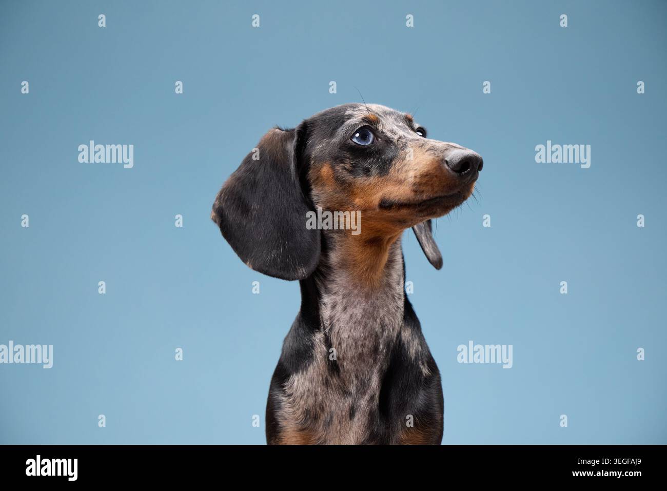 Un dachshund gira la testa a sinistra con orecchie erette. Il manto corto e lo sguardo mirato si distinguono chiaramente. Foto Stock
