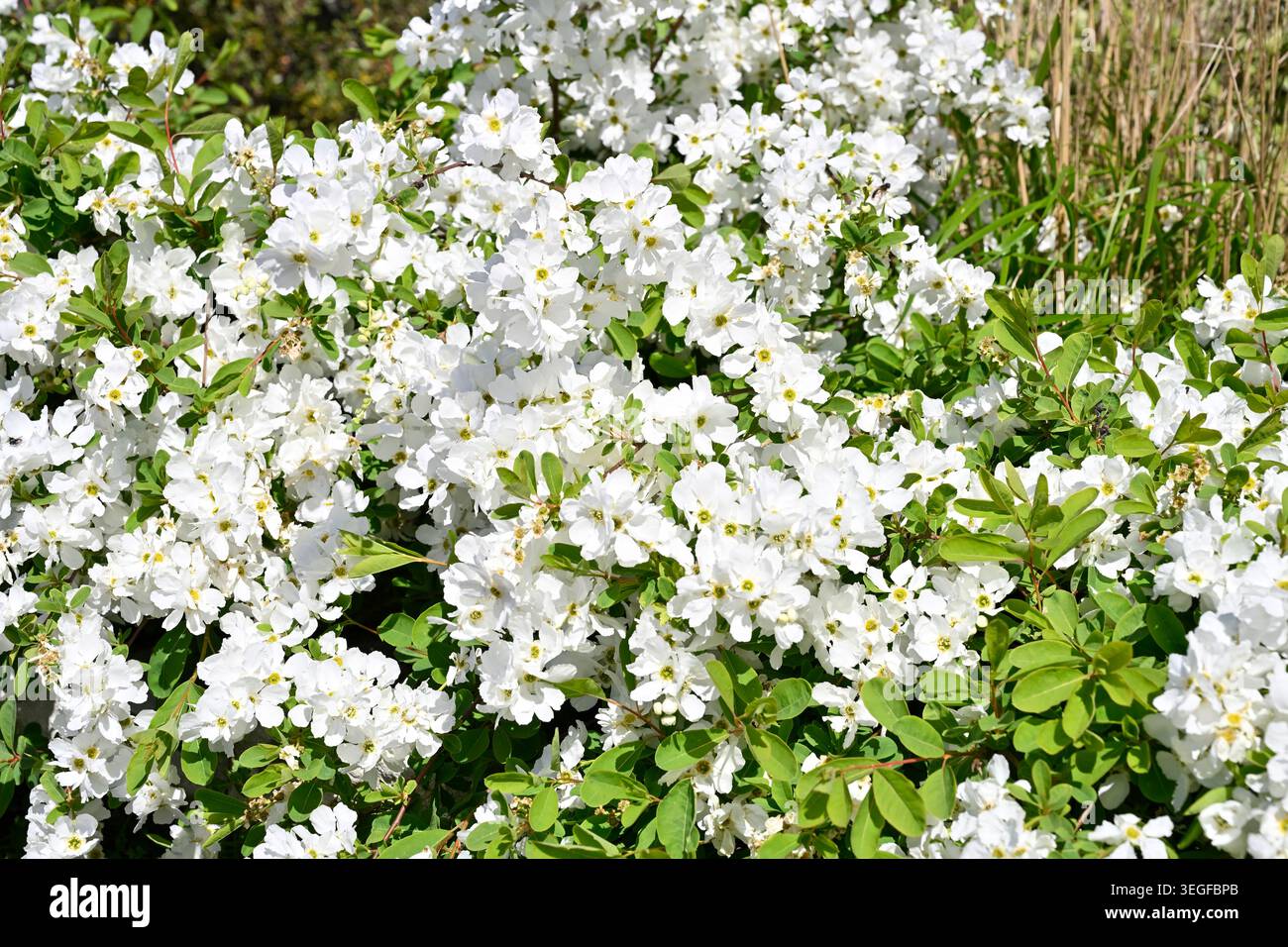 Fiori primaverili bianchi di perla, Exochorda macrantha The Bride UK Garden aprile Foto Stock
