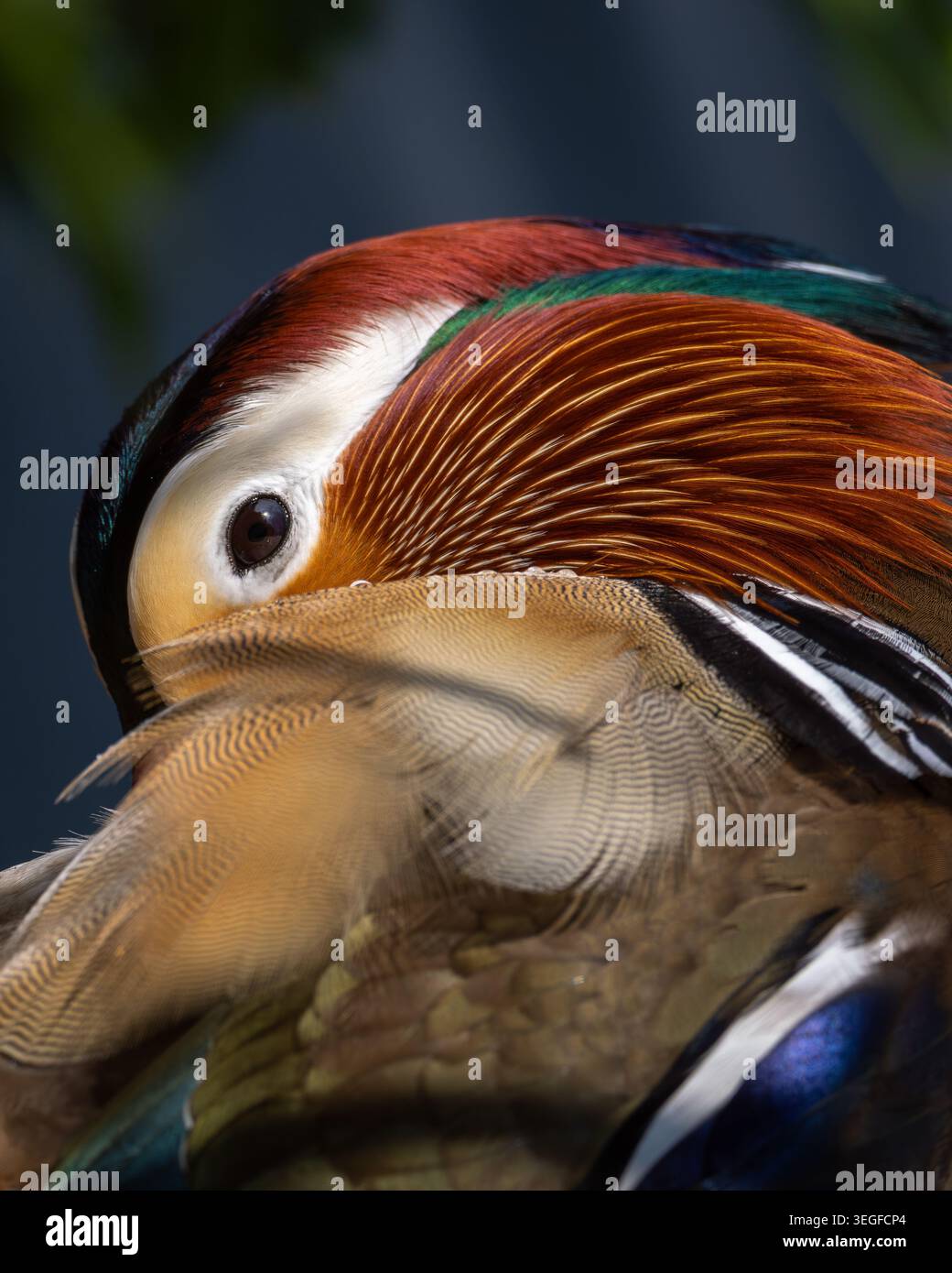 Ritratto ravvicinato di un anatra mandarino (Aix galericulata) che si prepara mettendo in evidenza il suo piumaggio colorato e ornato - UK Foto Stock