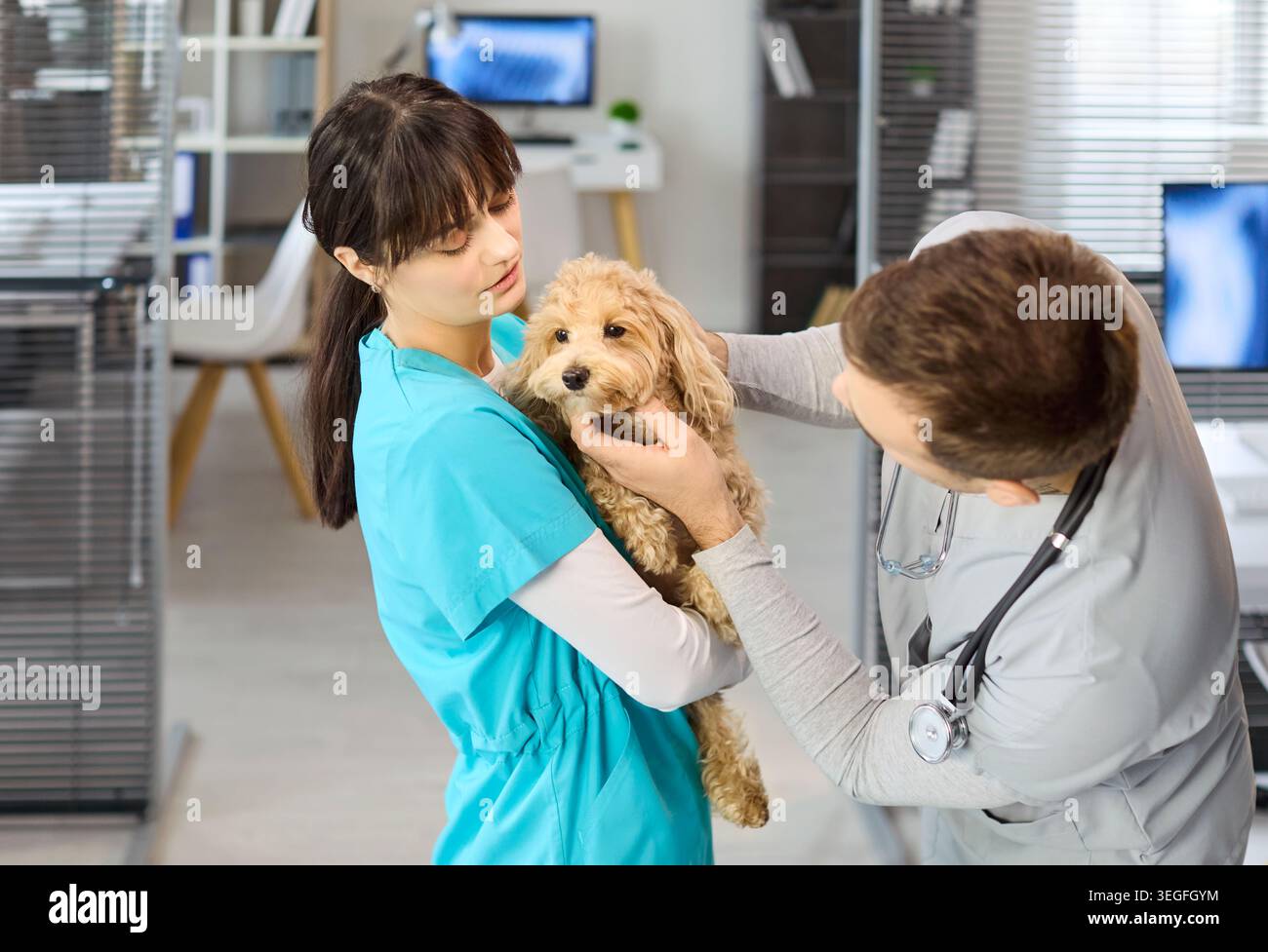 Il veterinario ispeziona il cavapoo con l'assistenza dell'infermiere durante l'esame dell'orecchio presso la clinica per animali domestici Foto Stock