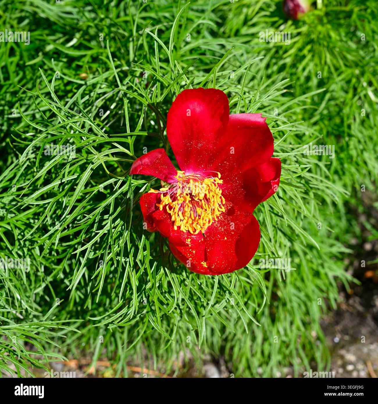 Fiori primaverili rossi vivaci e fogliame di peonia fernleaf, Paeonia tenuifolia UK Garden aprile Foto Stock
