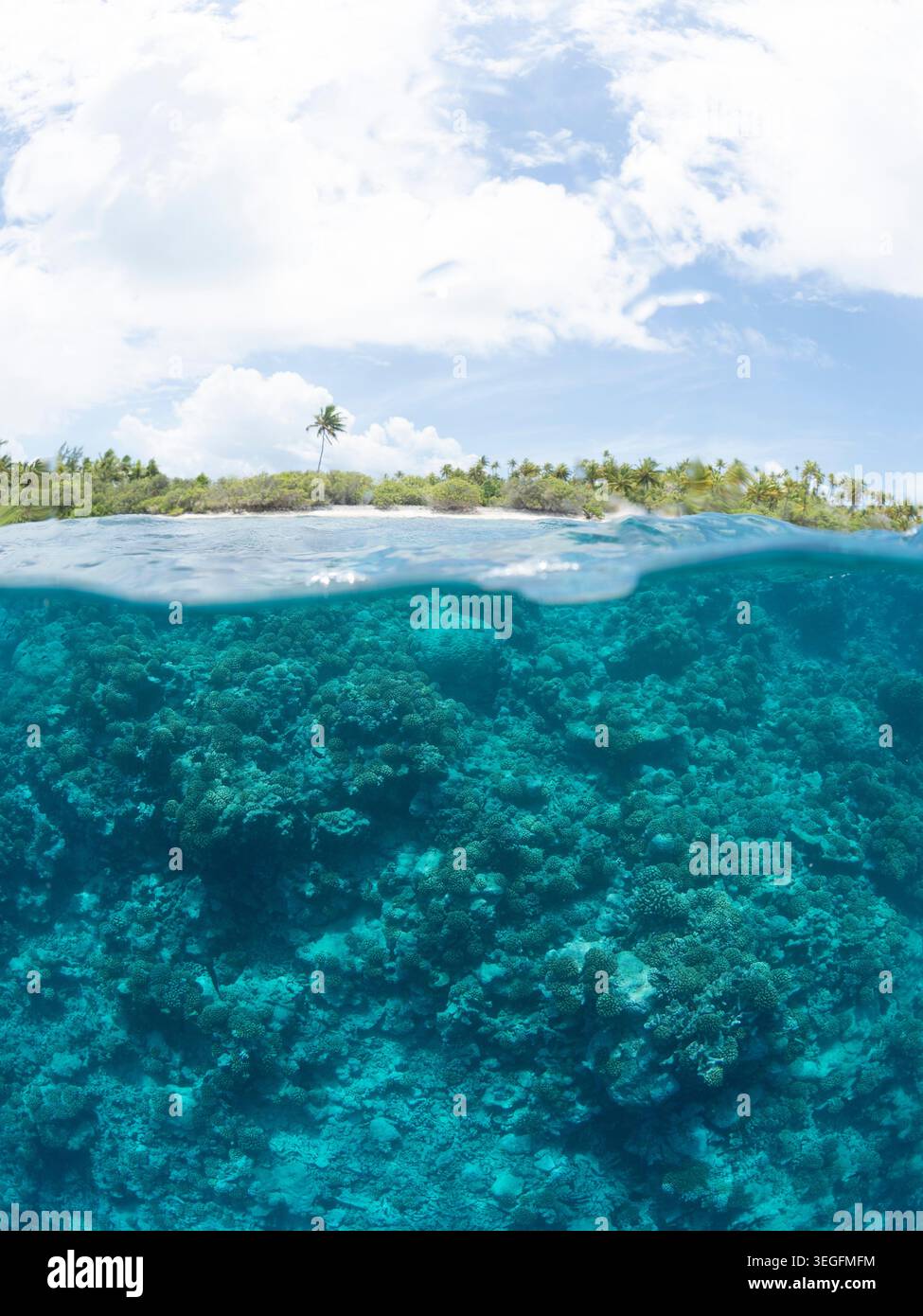 Immersioni in un atollo della barriera corallina polinesiana francese Foto Stock