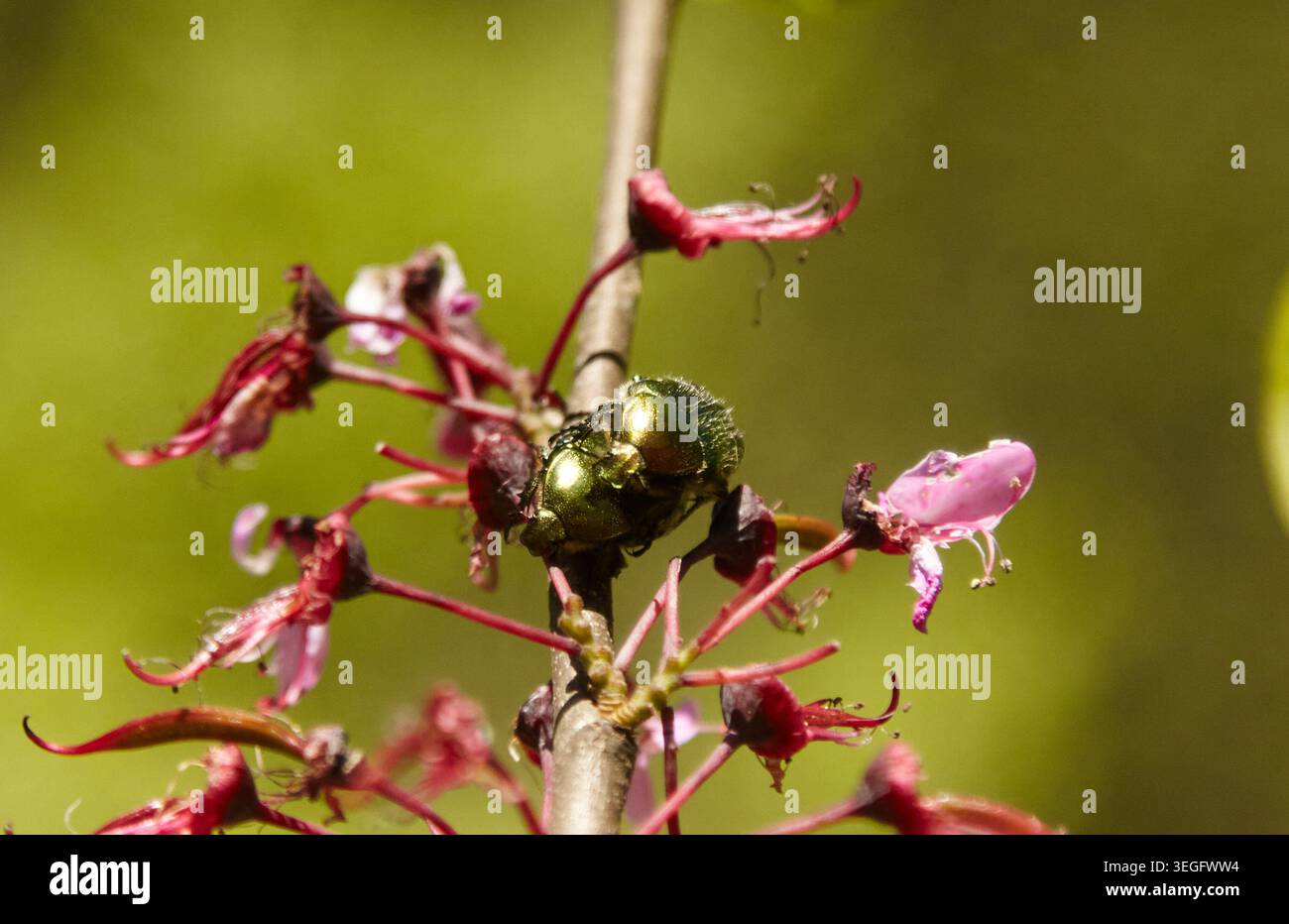 I coleotteri dorati in bronzo (Cetonia aurata) si accoppiano su fiori rosa con un morbido sfondo verde che fornisce un'atmosfera naturale Foto Stock