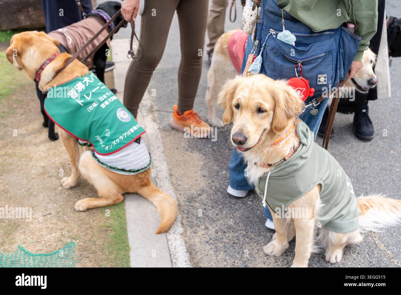 Nara, Giappone - 23 aprile 2026: Cani di servizio carini Golden Retriever che vengono portati a piedi dai loro gestori Foto Stock
