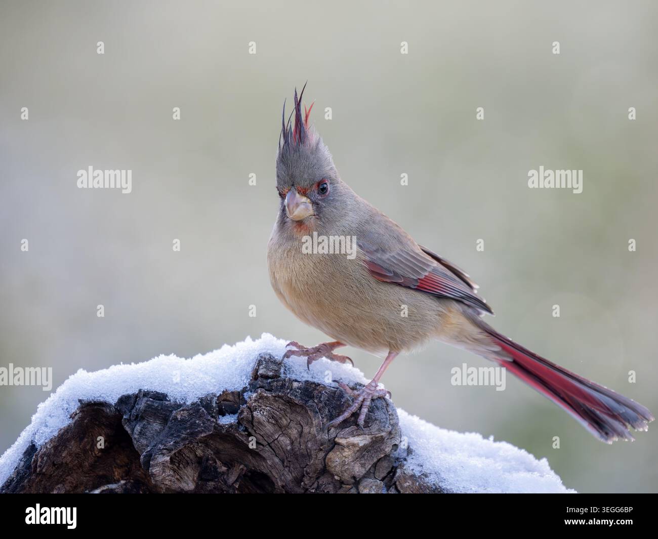 Nella neve, i monti Tortolita, Marana, vicino Tucson, Arizona. Foto Stock