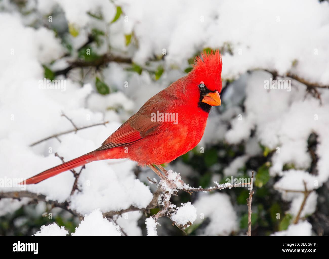 Cardinale del Nord nella neve, Marana, Arizona Foto Stock