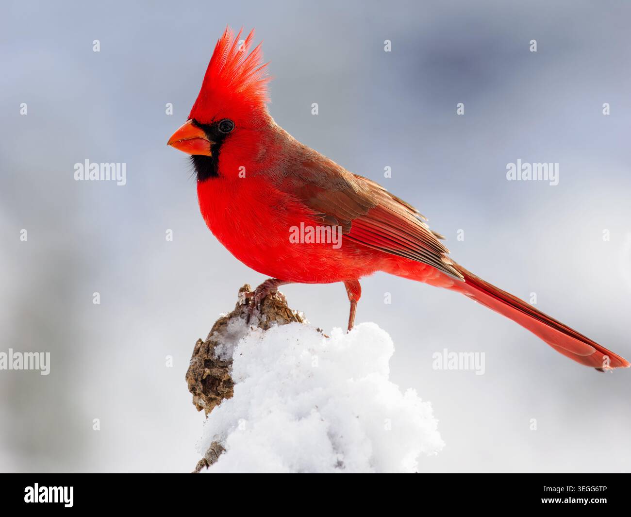 Cardinale del Nord nella neve, Marana, Arizona Foto Stock