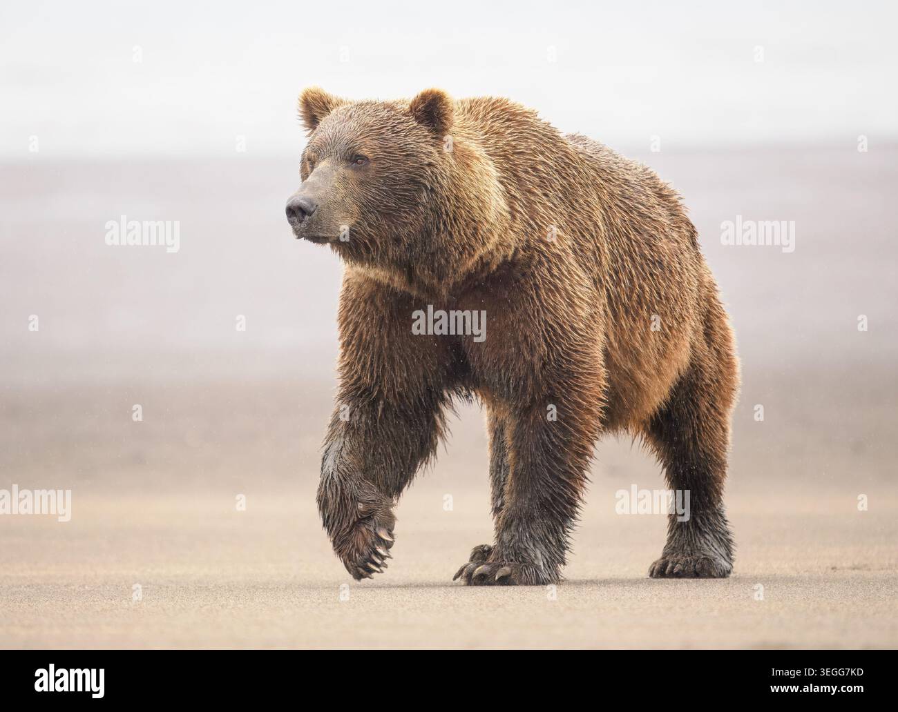 Un marrone o Orso grizzly, il Parco Nazionale del Lago Clark, Alaska. Foto Stock