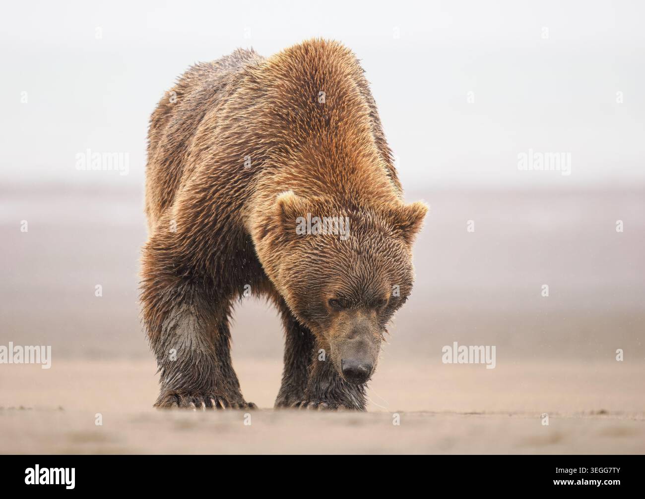 Un marrone o Orso grizzly, il Parco Nazionale del Lago Clark, Alaska. Foto Stock