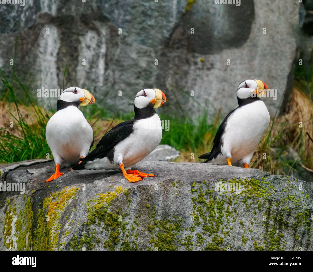 Il puffin cornuto, il parco nazionale del lago Clark, Alaska. Foto Stock
