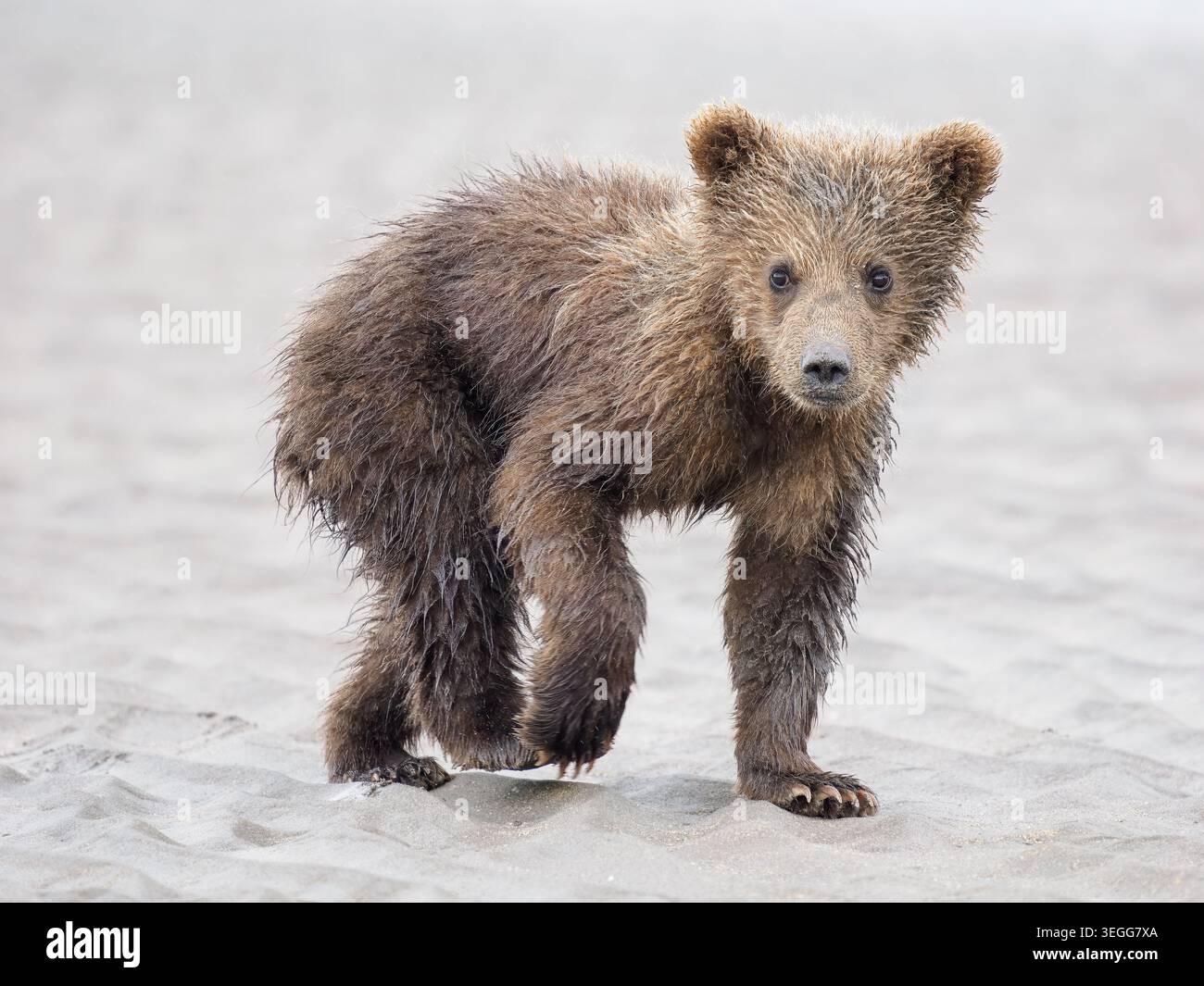Brown Bear seminò cuccioli per infermieri, Lake Clark National Park, Alaska. Foto Stock