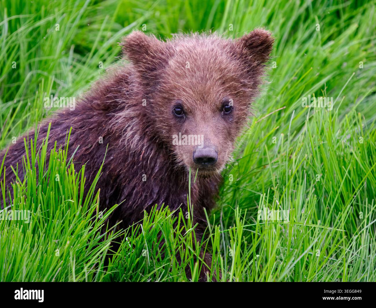 Un marrone o Orso grizzly, il Parco Nazionale del Lago Clark, Alaska. Foto Stock