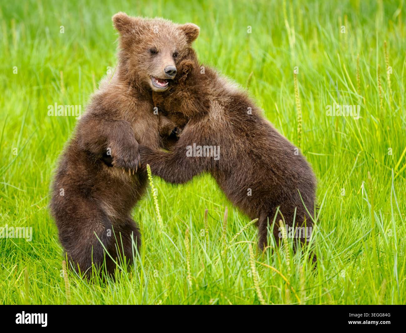 Un marrone o Orso grizzly, il Parco Nazionale del Lago Clark, Alaska. Foto Stock