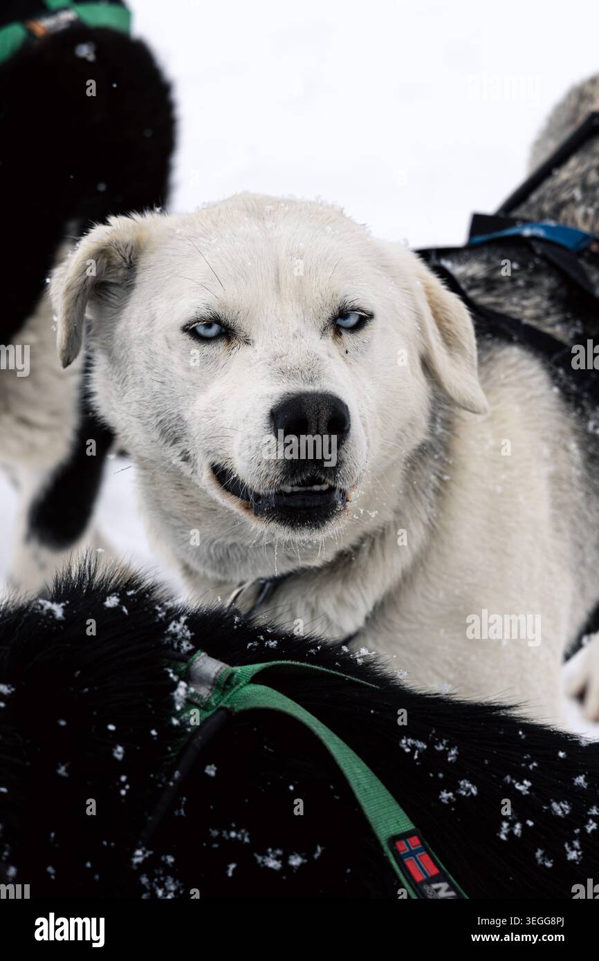 Husky bianco in una spedizione su slitta trainata da cani al ghiacciaio Scott Turner, alle Svalbard Foto Stock
