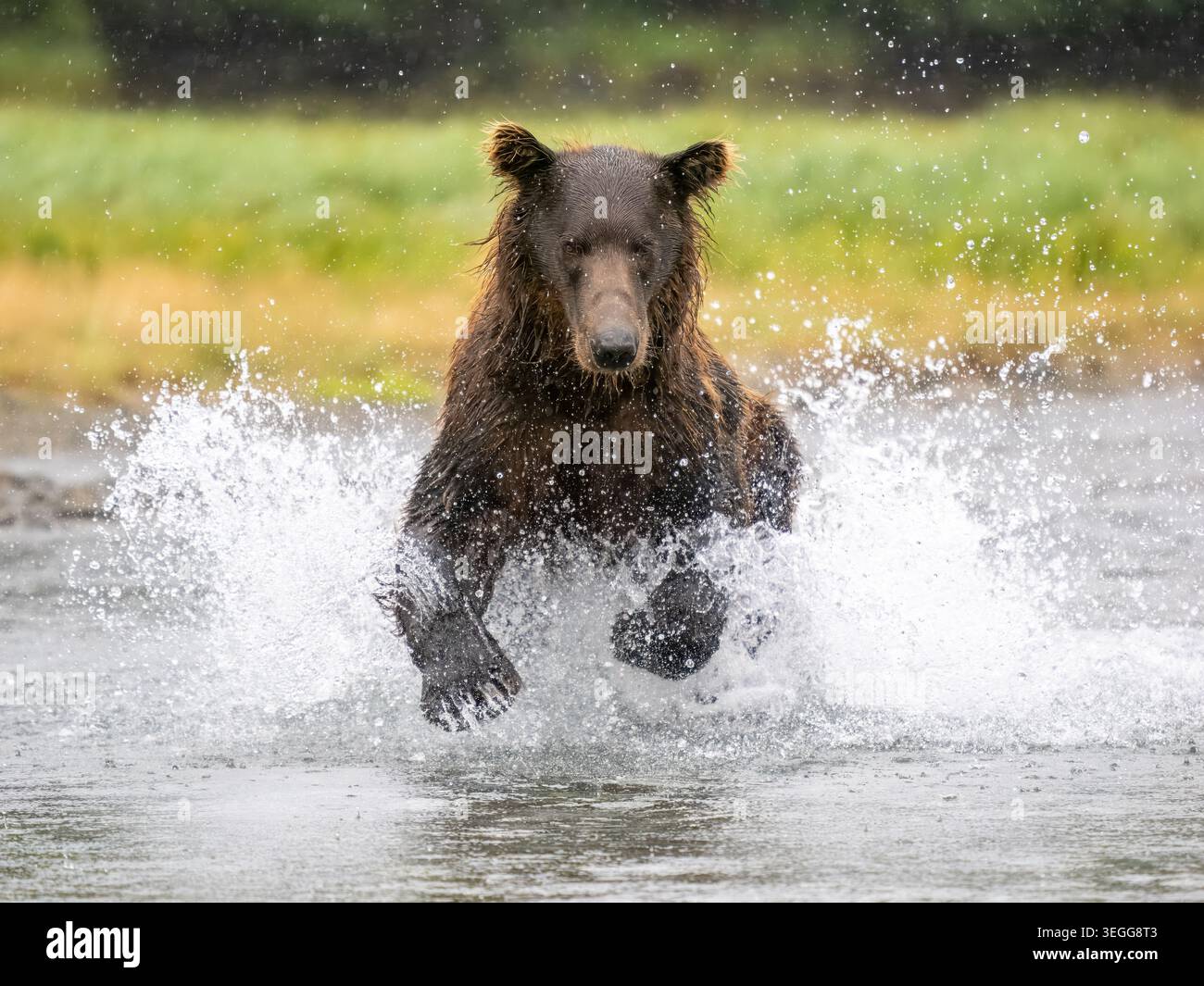 Orsi bruni, Katmai National Park, Alaska. Foto Stock