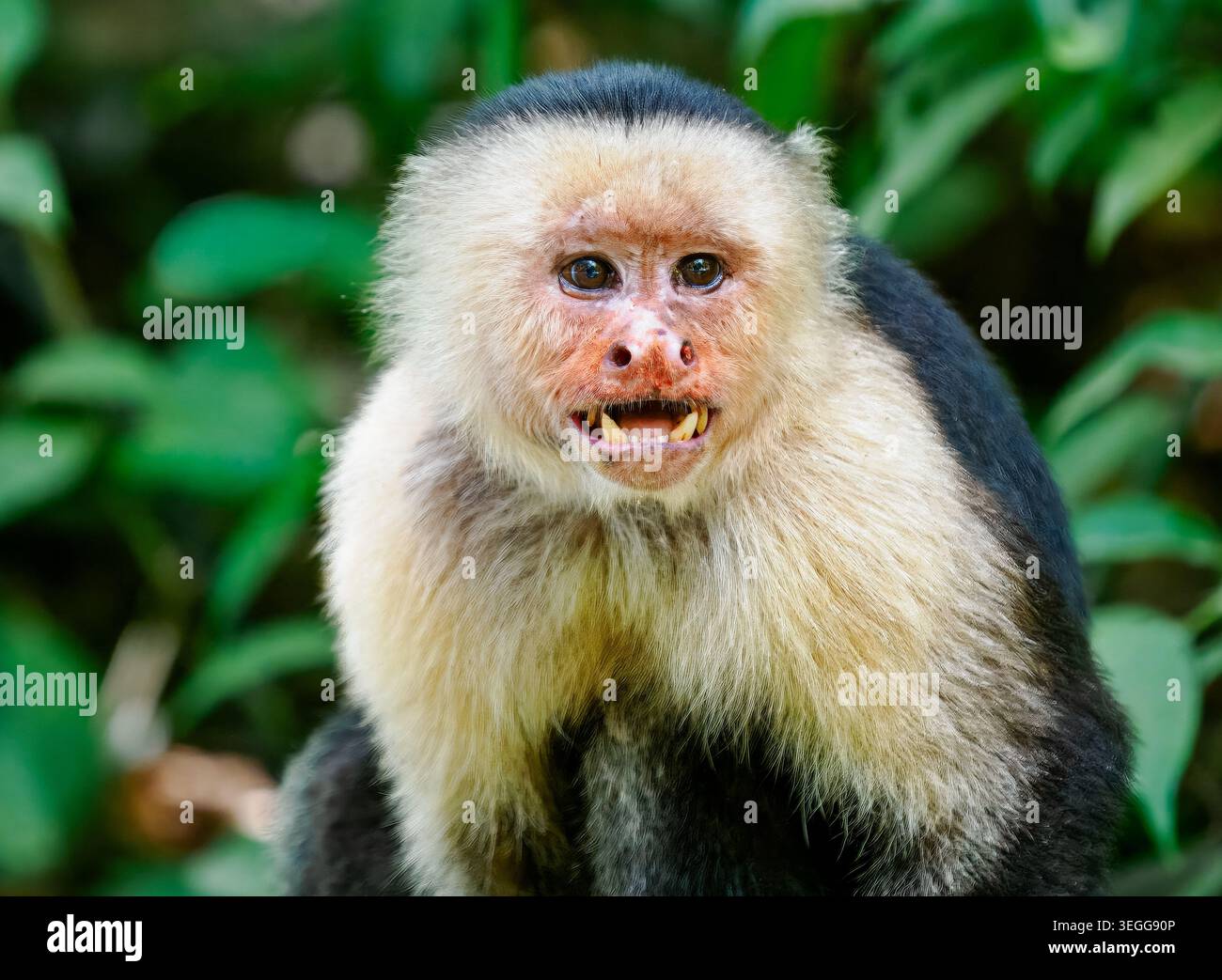 Scimmia cappuccina dalla faccia bianca, penisola osa, Costa Rica. Foto Stock