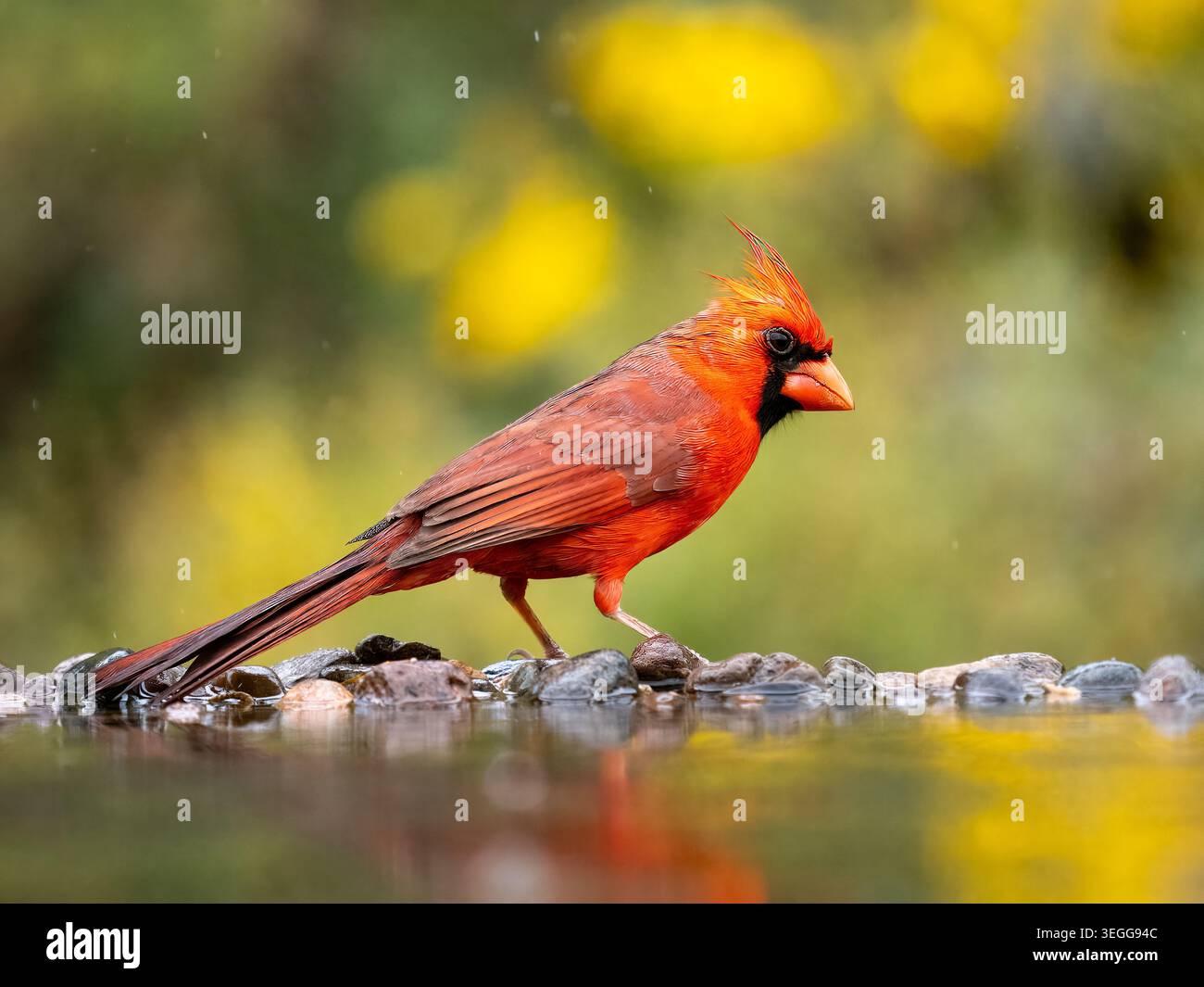 Northern Cardinal, Desert Photo Retreat, Marana, Arizona Foto Stock