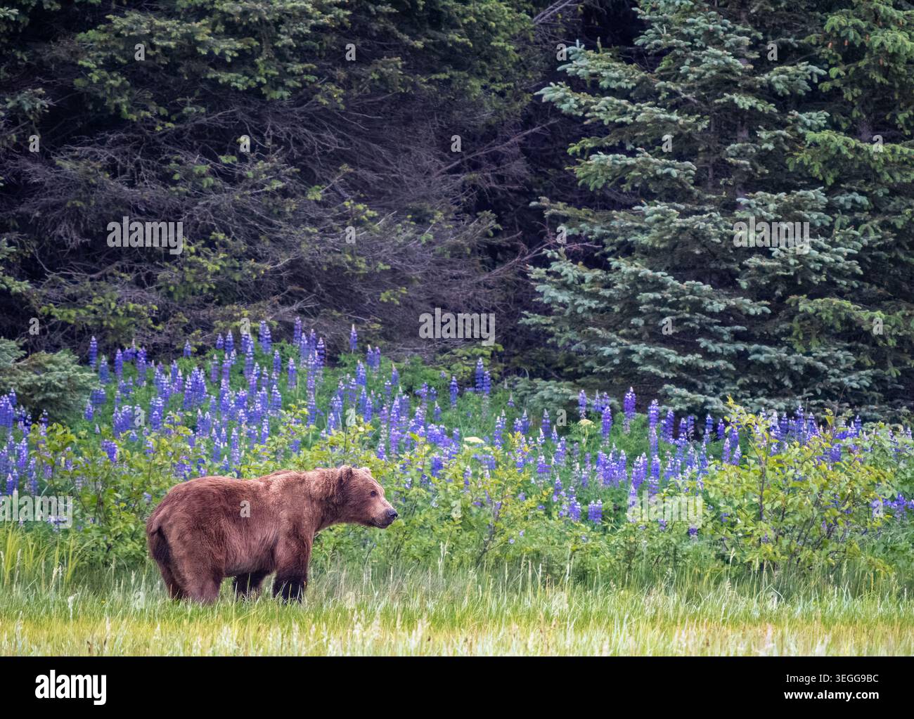 Orso marrone, Parco Nazionale del Lago Clark, Alaska. Foto Stock