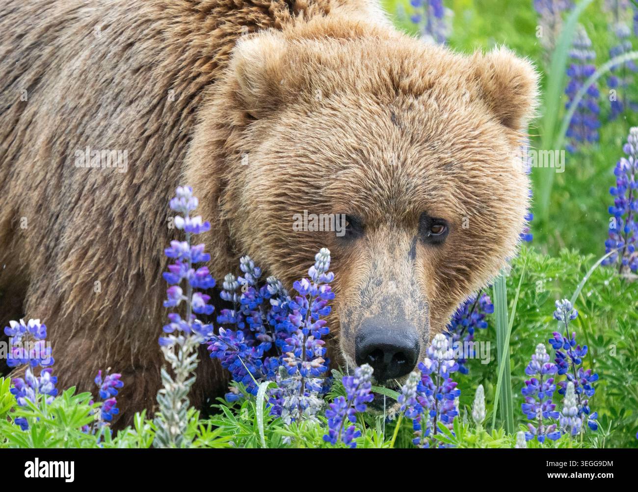 Orso marrone, Parco Nazionale del Lago Clark, Alaska. Foto Stock