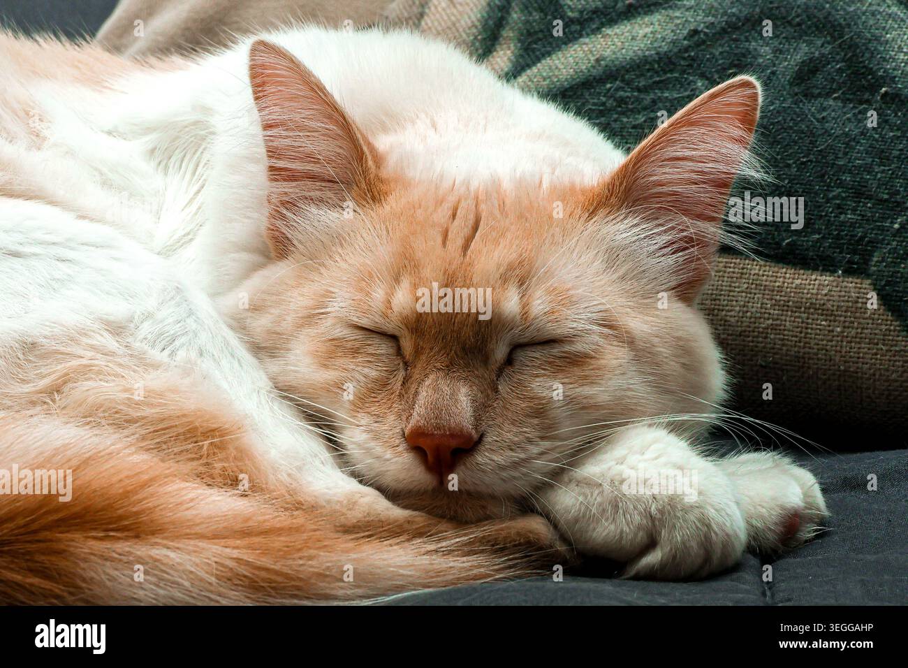 Gatto siamese Red Point che dorme tranquillamente su un divano al coperto Foto Stock