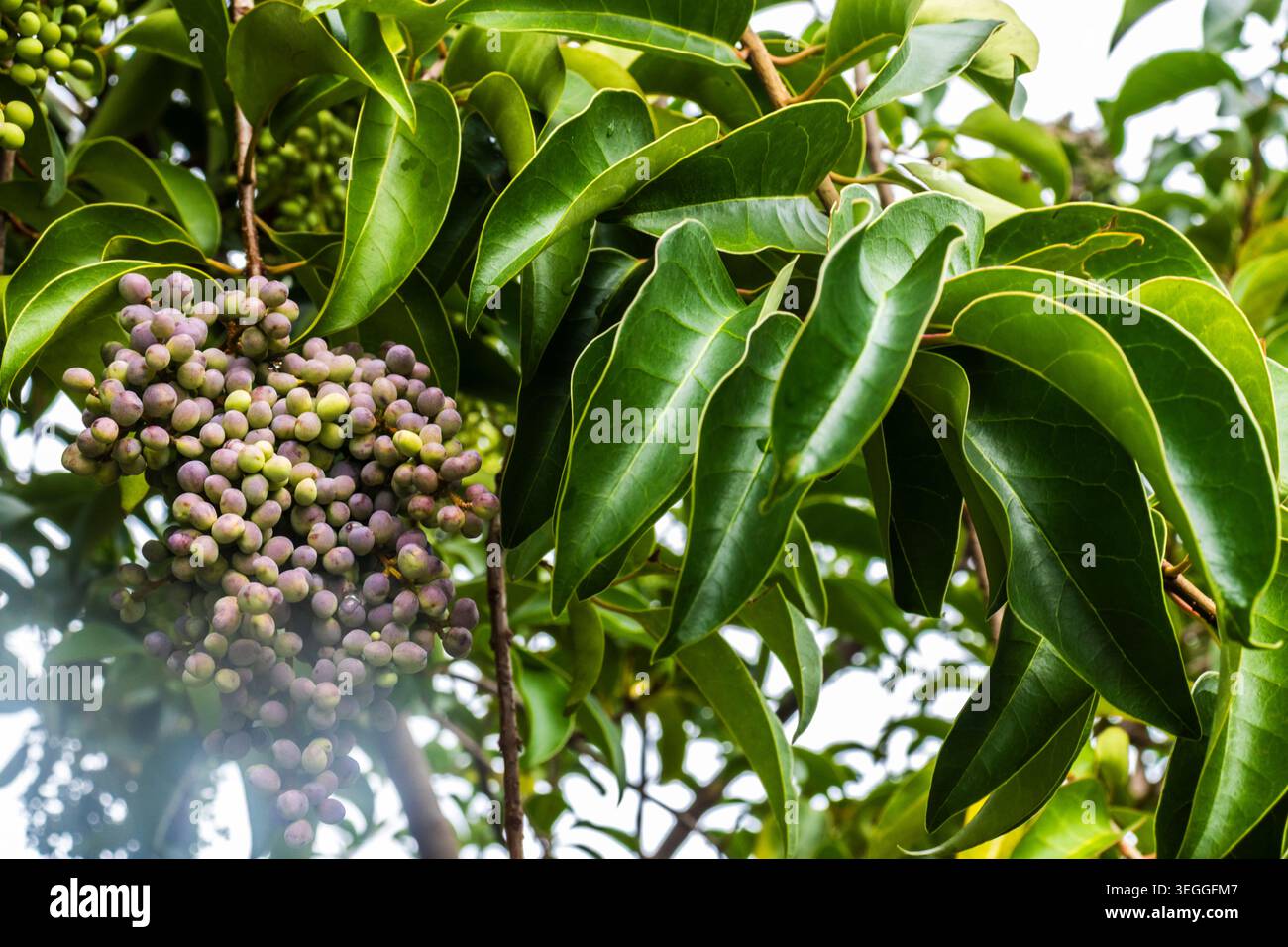 Ammassi di bacche verdi e viola maturati su un albero di Privet lucido (Ligustrum lucidum), una specie ornamentale comune conosciuta come Alfeneiro, catturata in Foto Stock