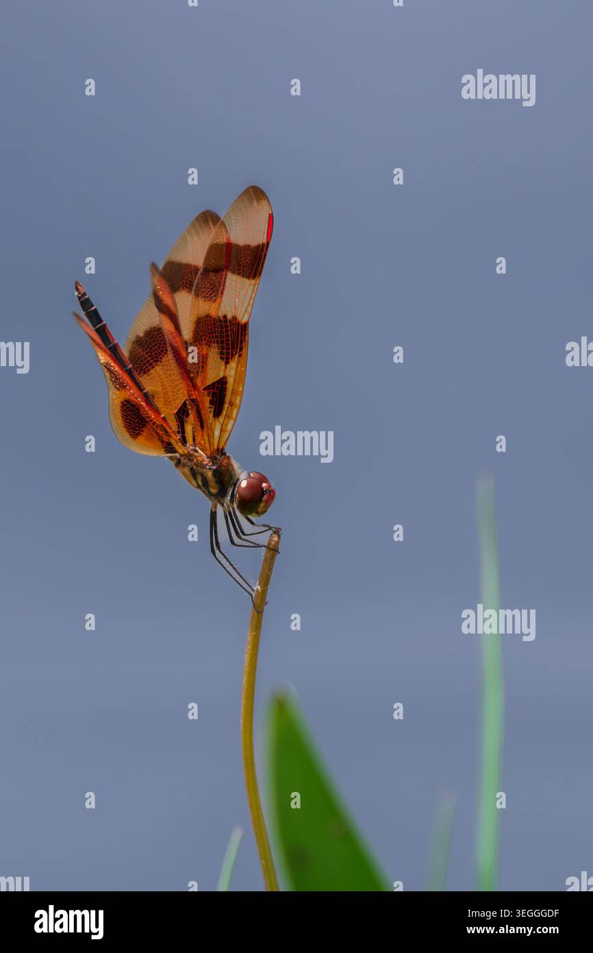 Vista ravvicinata di una libellula di halloween Foto Stock