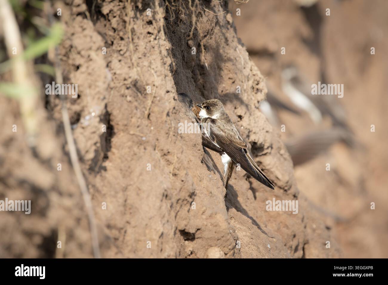 Un martin di sabbia arroccato su un muro di nidificazione sabbioso vicino alla sua tana per la riproduzione. Il piccolo uccello migratorio mostra un comportamento tipico nel suo allevamento naturale Foto Stock