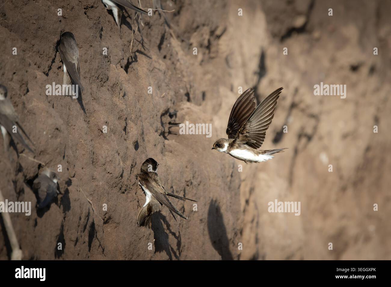 Un martin di sabbia che vola verso il suo muro di nidificazione sabbioso. L'immagine dinamica della fauna selvatica cattura il comportamento tipico del piccolo uccello migratorio durante la riproduzione Foto Stock