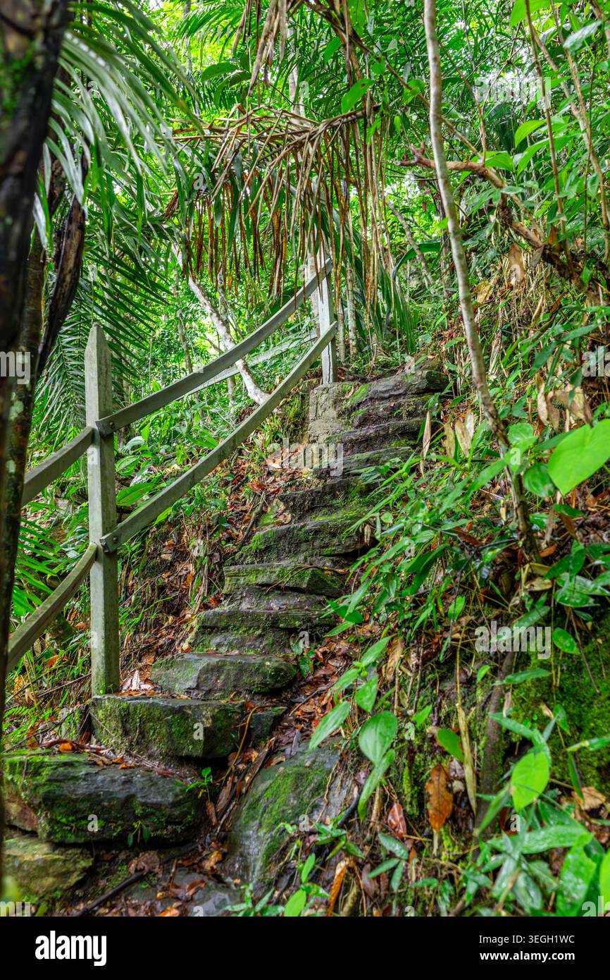 I tortuosi gradini di pietra conducono attraverso fitte foglie, adornate da foglie vibranti, catturando l'essenza di una foresta pluviale tropicale. Foto Stock