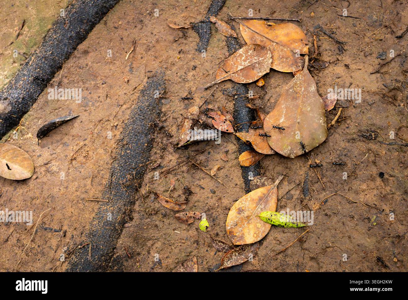 Piccole formiche nere scorrono su terreno bagnato disseminato di varie foglie in decadenza, catturando i vibranti colori della terra della natura. Foto Stock