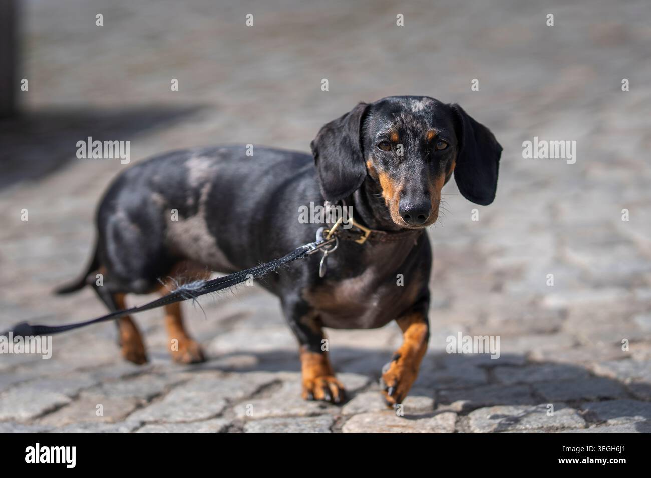 Dachshund di dapple nero e abbronzato in piedi su una strada acciottolata in una luce soffusa del sole. Il piccolo dachshund esplorò la città. Foto Stock