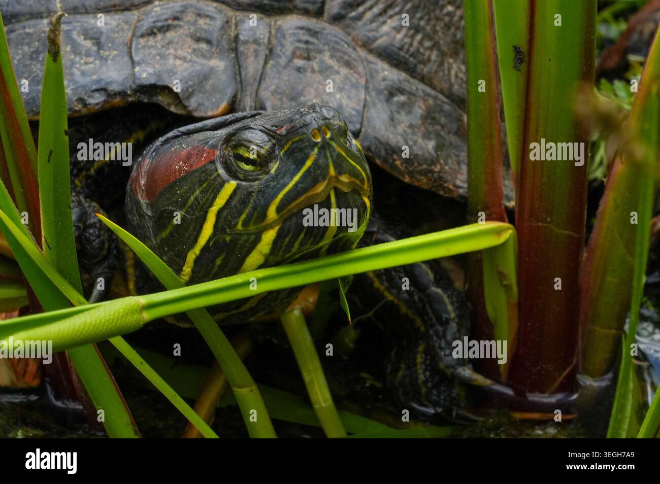 Tartaruga dalle orecchie rosse (Trachemys scripta elegans) Foto Stock