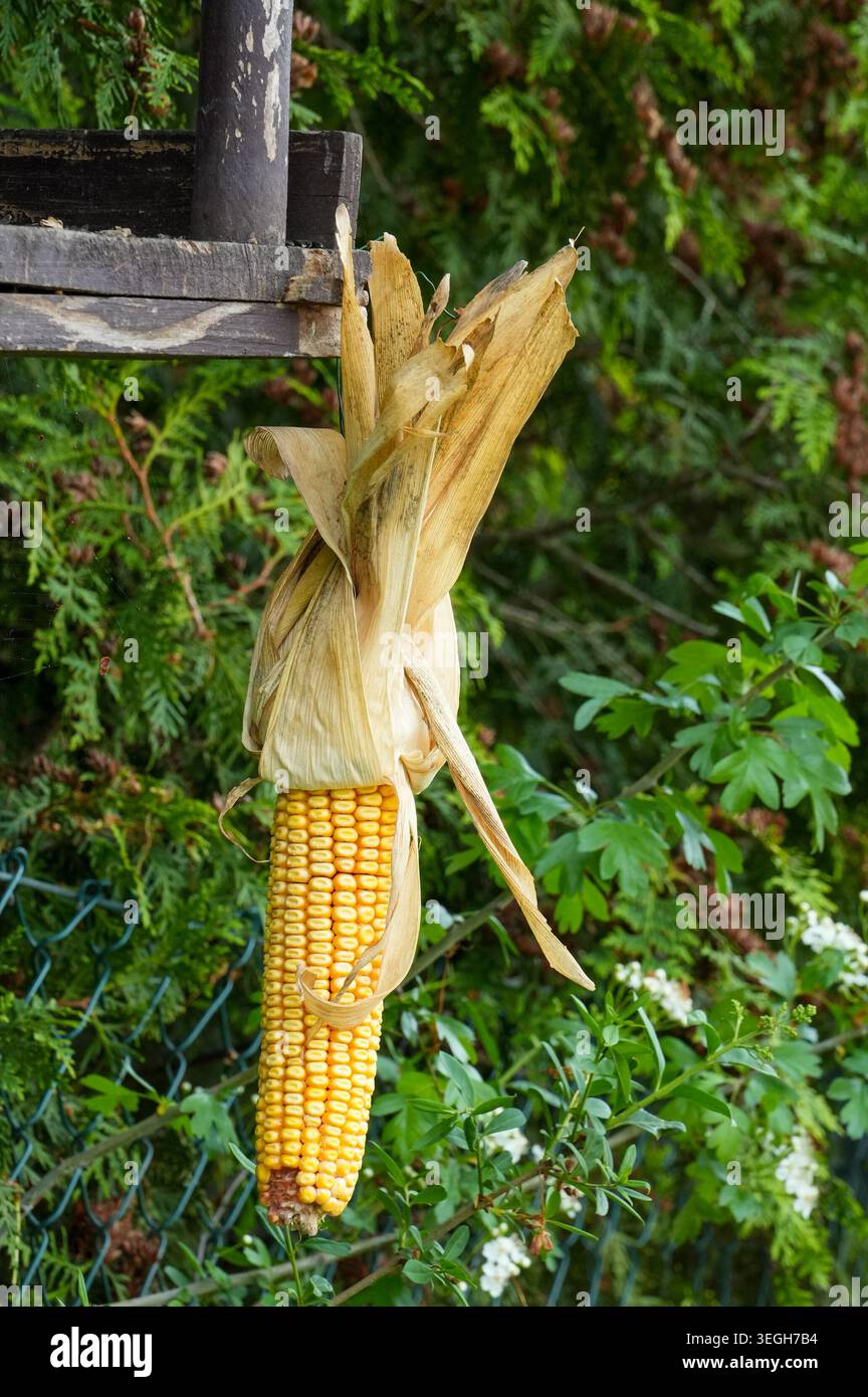Mais sulla pannocchia appeso su un supporto in legno nel giardino. Foto Stock