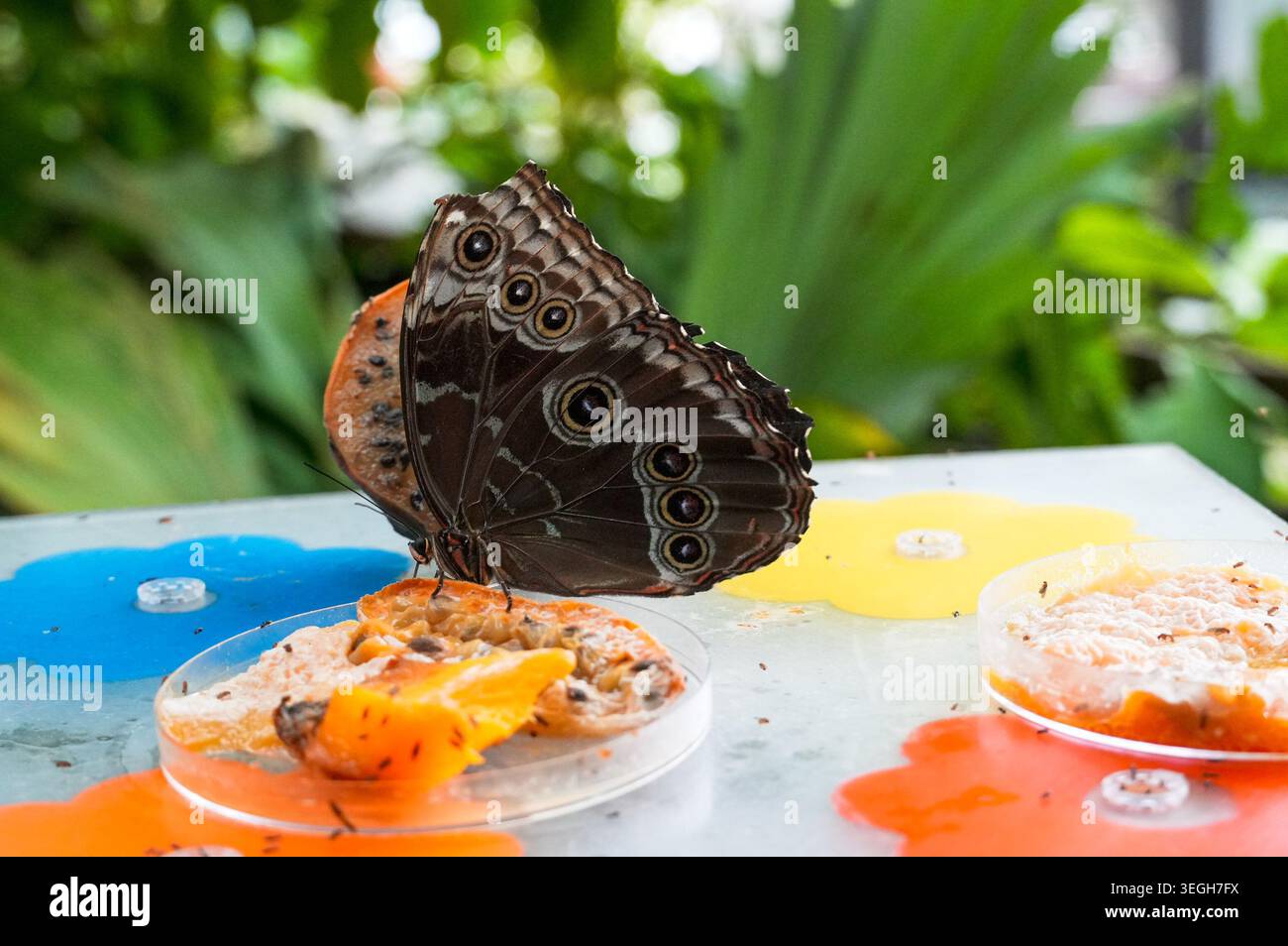 Farfalla che si nutre di frutta. Grandi farfalle che si nutrono in un giardino tropicale Foto Stock