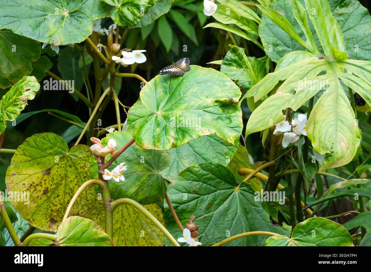 Farfalla su una foglia di pianta nel giardino. Paesaggio tropicale con farfalla Foto Stock