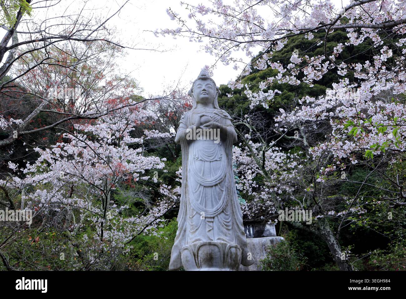 Kencho-ji, un grande complesso di templi Zen con fiori di ciliegio a Kamakura, Kanagawa, Giappone Foto Stock