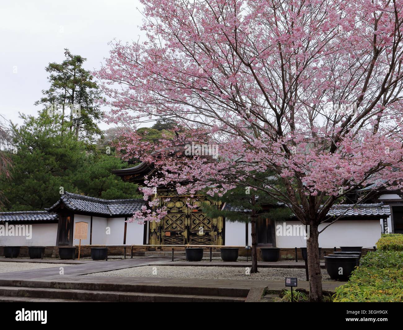 Kencho-ji, un grande complesso di templi Zen con fiori di ciliegio a Kamakura, Kanagawa, Giappone Foto Stock