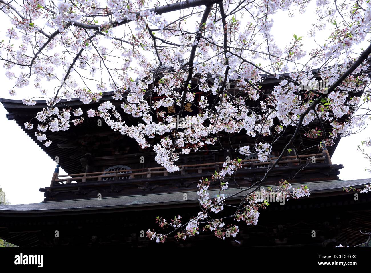 Kencho-ji, un grande complesso di templi Zen con fiori di ciliegio a Kamakura, Kanagawa, Giappone Foto Stock