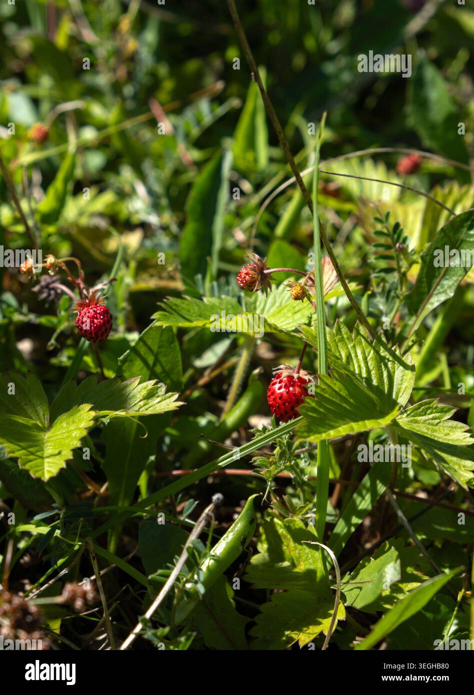 Primo piano di piccole fragole rosse selvatiche che crescono su piante verdi in un prato Foto Stock