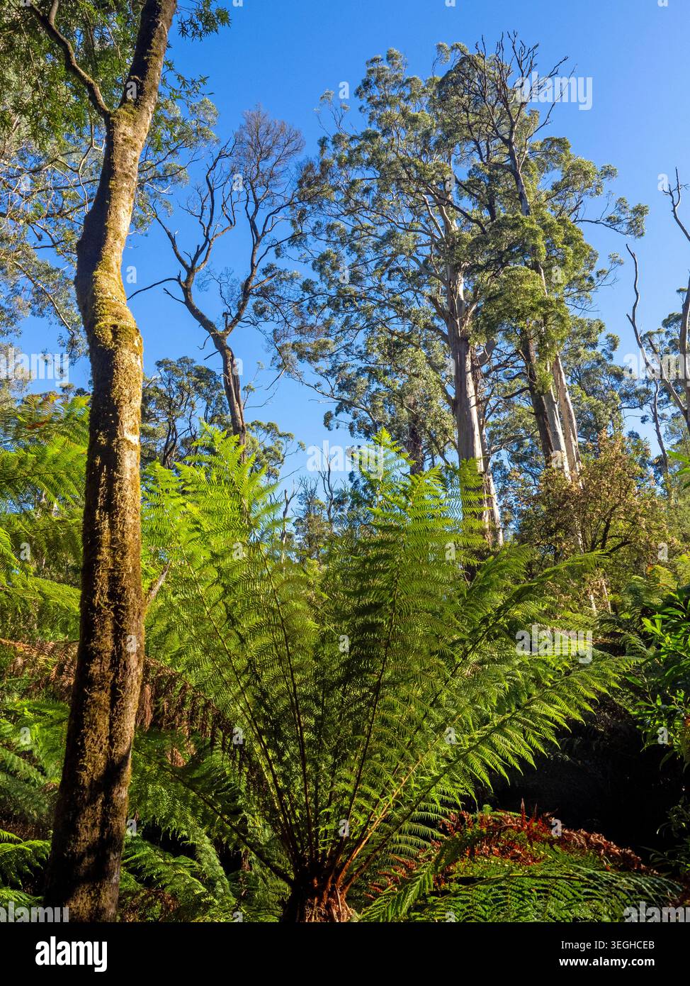 Forest at Maits Rest Rainforest Walk, Great Otway National Park Foto Stock